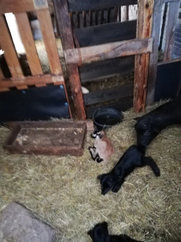 Sprzedam baranki / owce kameruńskie