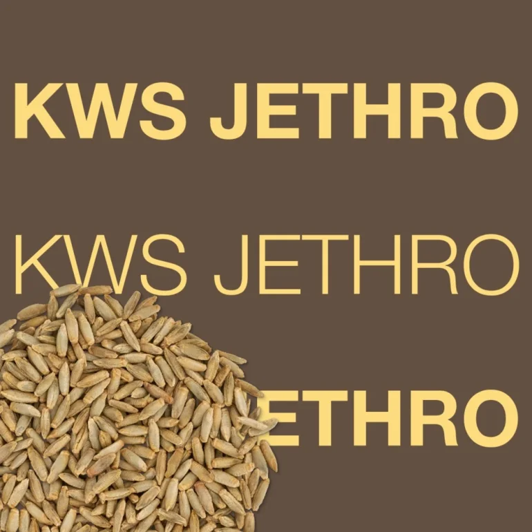 Żyto hybrydowe Kws Jethro C1 F1