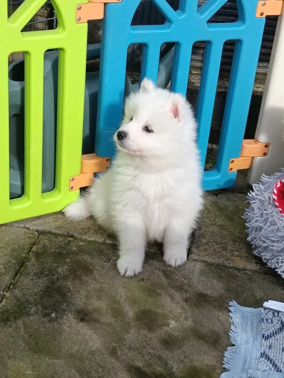 Szczenięta rasowe samojeda