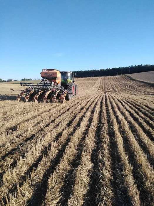 Siew pasowy rzepaku zbóż strip-till uprawa pasowa Mzuri