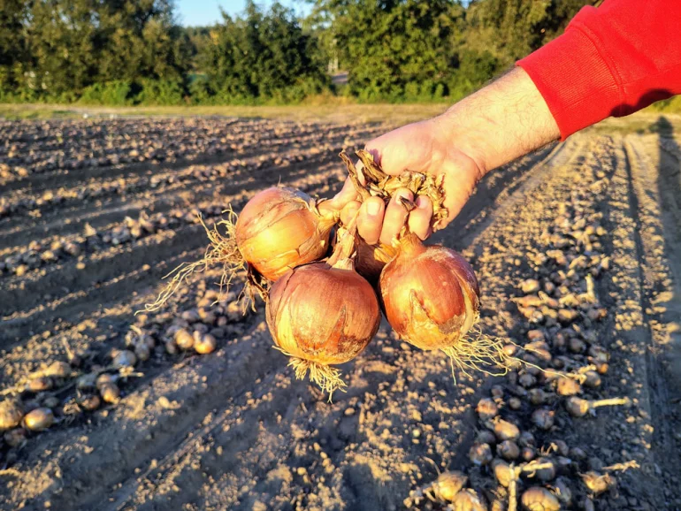 Sprzedam cebule Rihno