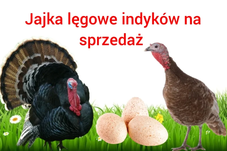 Jajka lęgowe indyków