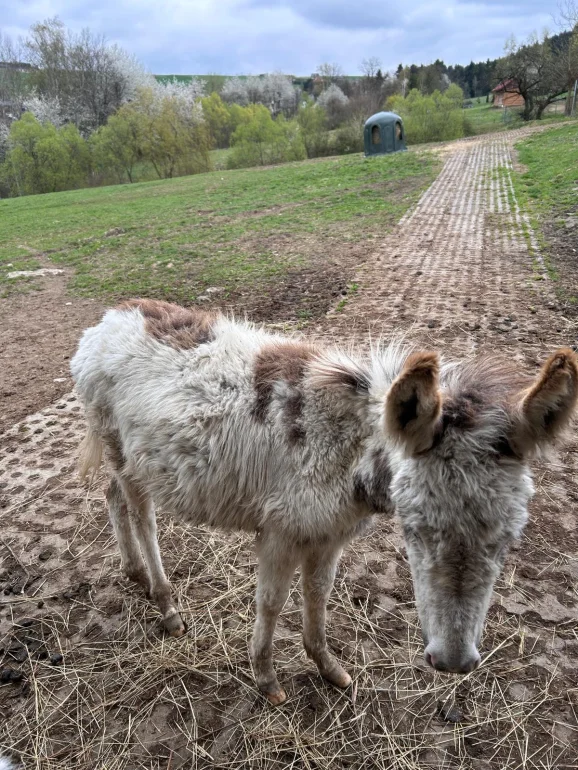 Osioł młody 1,5 roku