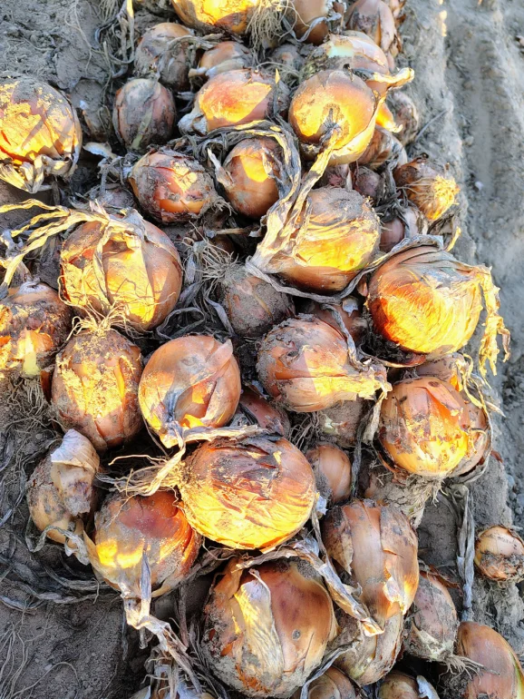 Sprzedam cebule Rihno