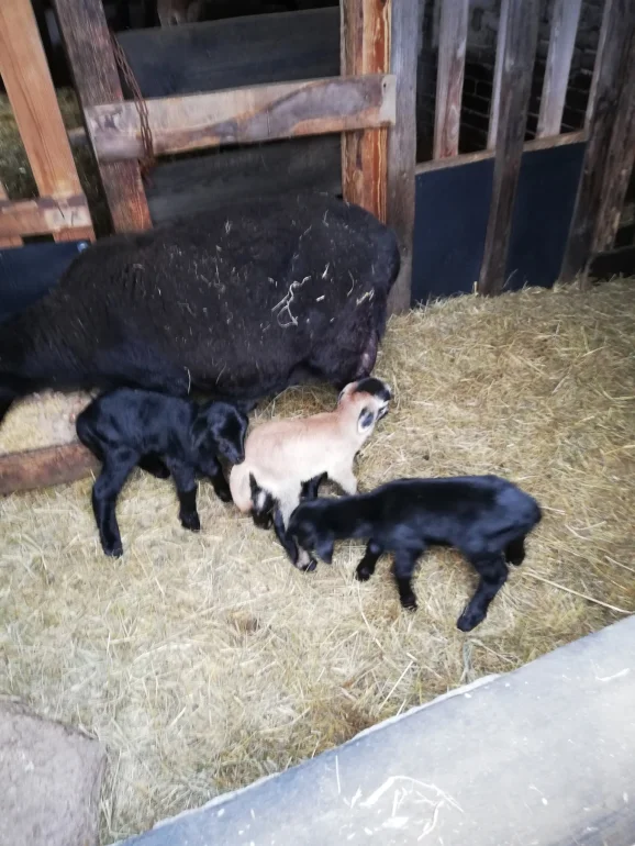 Sprzedam baranki / owce kameruńskie