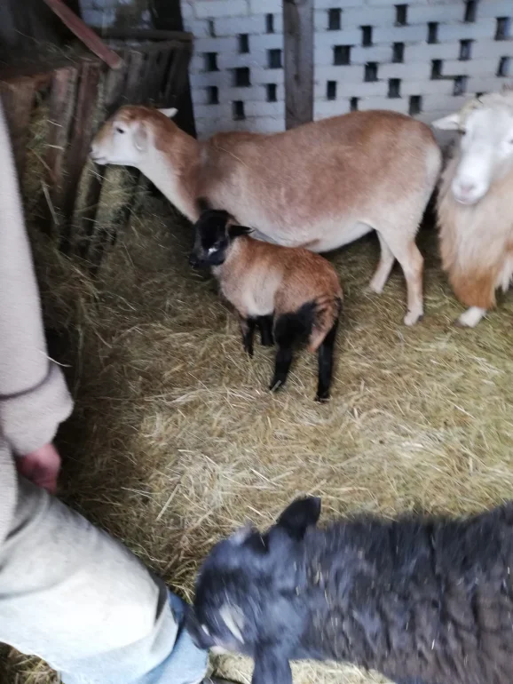 Sprzedam baranki / owce kameruńskie