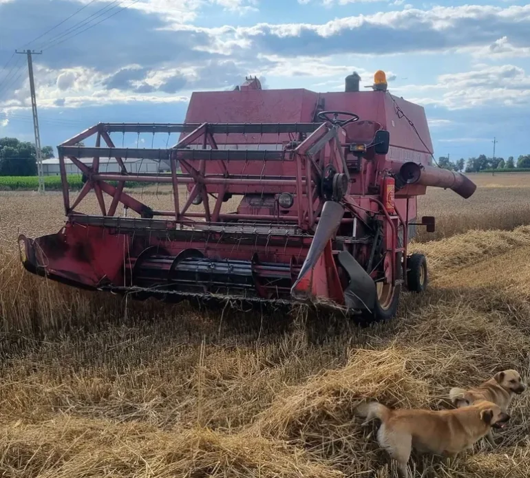 Kombajn zbożowy Massey ferguson 186 (claas john deere)