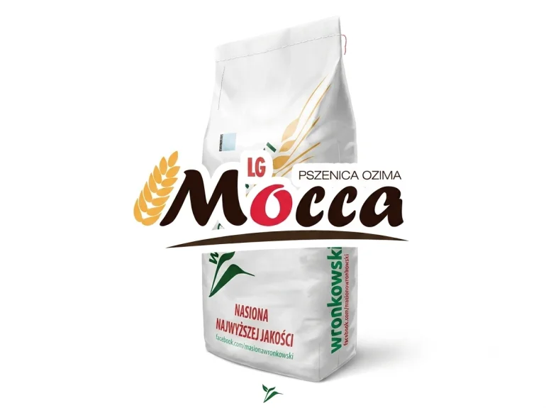 Pszenica ozima LG MOCCA