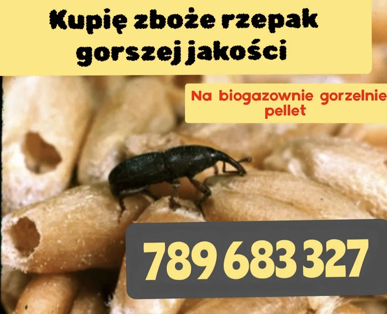 Kupię zboże gorszej jakości niepełnowartościowe na gorzelnie