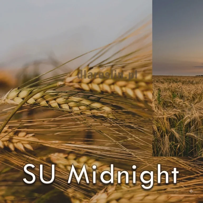 Jęczmień ozimy SU MIDNIGHT