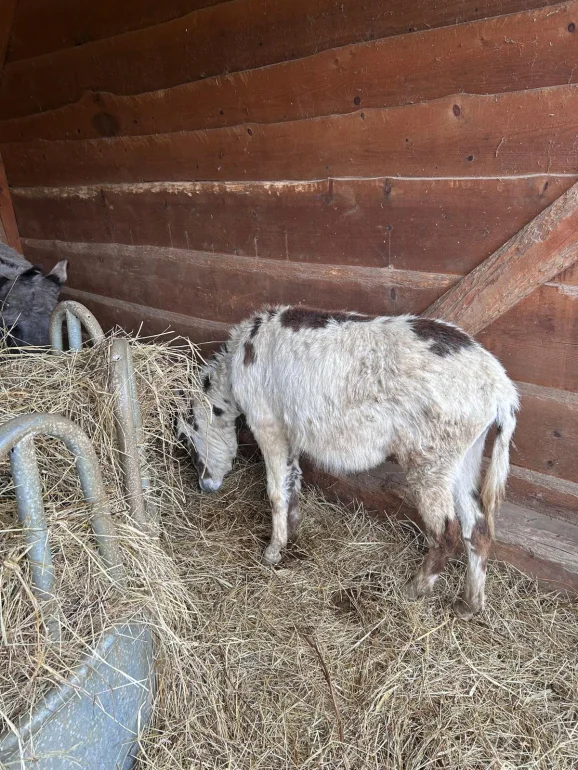 Osioł młody 1,5 roku