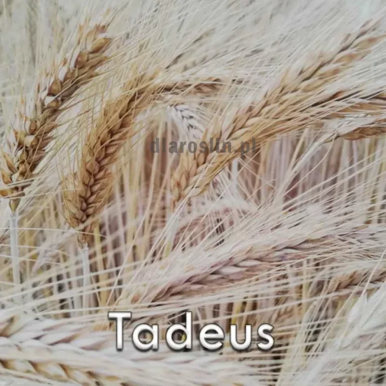 Pszenżyto ozime TADEUS
