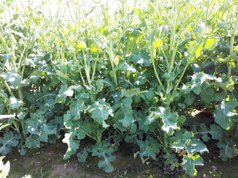 Ponad 7,5 ha Grunt rolny z ter na bud.oraz zales do wycin , oczko wodne, super