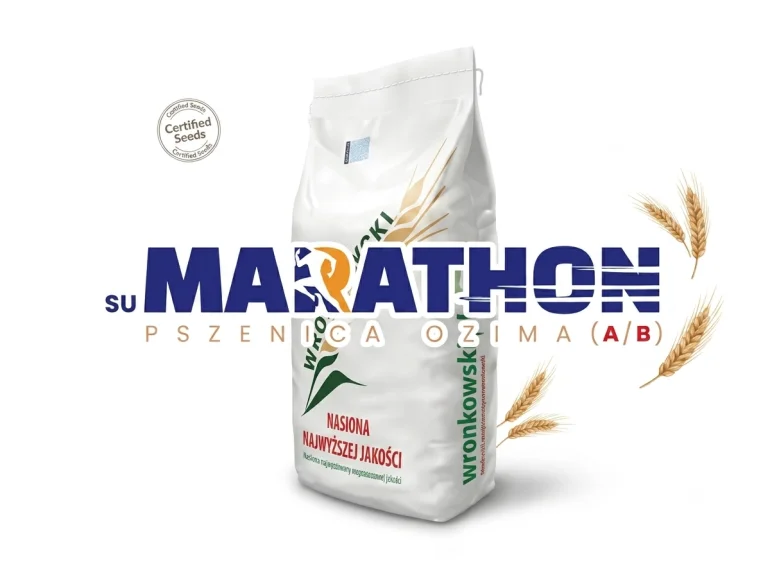 Pszenica ozima SU MARATHON