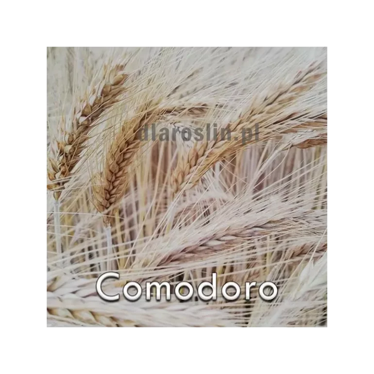 Pszenżyto ozime COMODORO