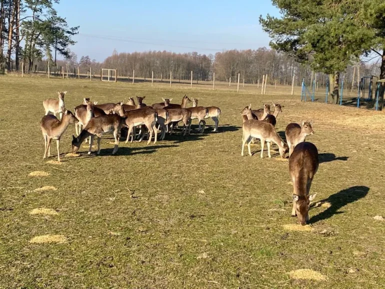 Daniele zarejestrowane spokojne z dostawą
