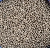 Łubin gorzki wąskolistny