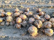 Sprzedam cebule Rihno