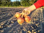 Sprzedam cebule Rihno