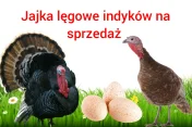 Jajka lęgowe indyków