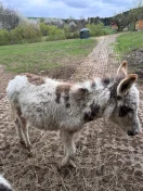 Osioł młody 1,5 roku