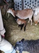 Sprzedam baranki / owce kameruńskie