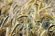 Kreda rozdrobniona Omya Agrocarb 90M-KR luzem
