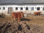 Krowy limousine mamki