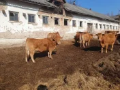 Krowy limousine mamki