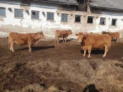 Krowy limousine mamki