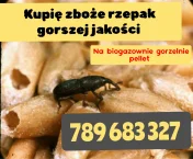 Kupię zboże gorszej jakości i rzepak na gorzelnie