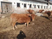 Krowy limousine mamki
