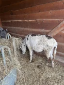 Osioł młody 1,5 roku