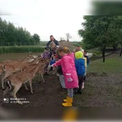 Możliwość odpłatnego transportu Daniel na sprzedaż