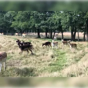 pokryte łanie oswojone