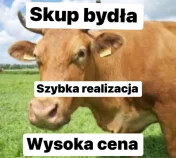 Byki krowy jałówki