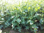 Ponad 7,5 ha Grunt rolny z ter na bud.oraz zales do wycin , oczko wodne, super