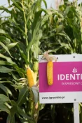 IGP Identity, wczesne FAO200 typowy dent