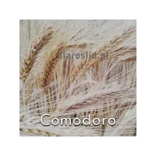 Pszenżyto ozime COMODORO