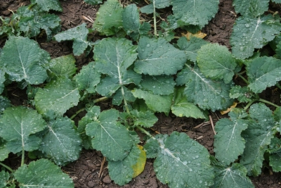 Siarka w rzepaku ozimym: relacja N:S i optymalne terminy