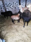 Sprzedam baranki / owce kameruńskie