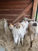 Osioł młody 1,5 roku