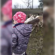 pokryte łanie oswojone