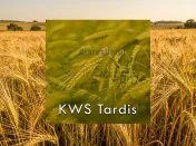 Jęczmień ozimy KWS TARDIS