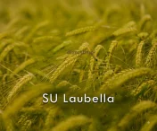 Jęczmień ozimy SU LAUBELLA