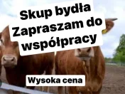 Byki krowy jałówki odsatki