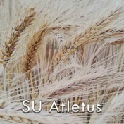 Pszenżyto ozime SU ATLETUS