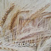 Pszenżyto ozime TADEUS