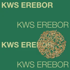 Żyto hybrydowe KWS Erebor C1 F1