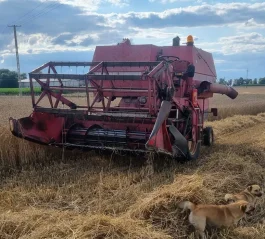 Kombajn zbożowy Massey ferguson 186 (claas john deere)